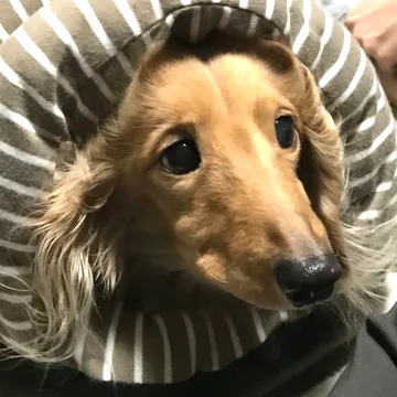 毛布にくるまってこちらを見上げるミニチュアダックスフンド